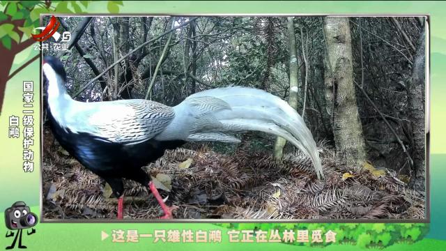 绿野秘踪20240919