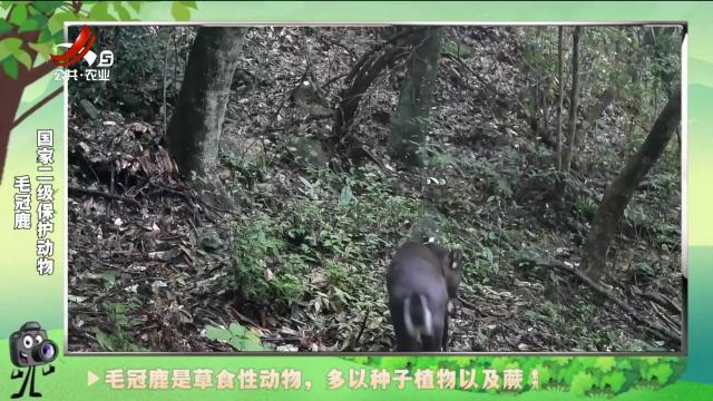 绿野秘踪20240913