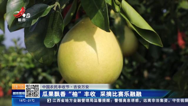 【中国农民丰收节】吉安万安：瓜果飘香“柚”丰收 采摘比赛乐融融