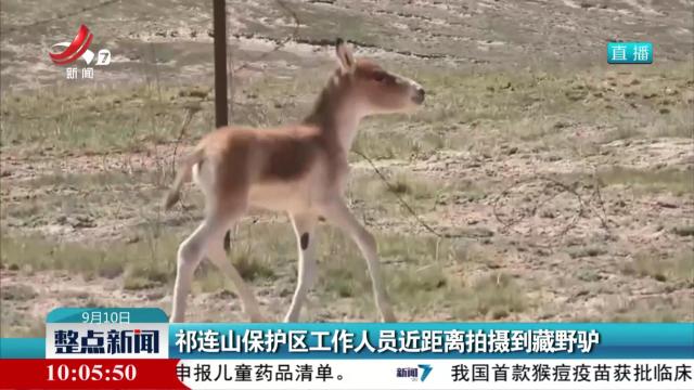 祁连山保护区工作人员近距离拍摄到藏野驴