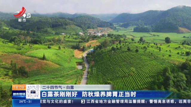 【二十四节气·白露】白露茶刚刚好 防秋燥养脾胃正当时