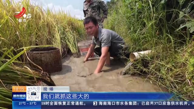 抚州广昌：稻花香 鱼儿肥 稻花鱼喜获丰收！