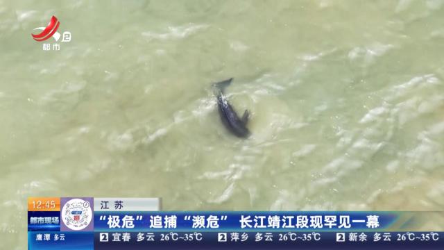江苏：“极危”追捕“濒危” 长江靖江段现罕见一幕