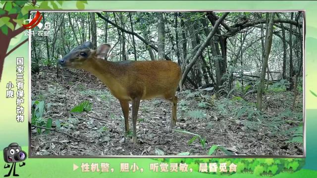 绿野秘踪20240912