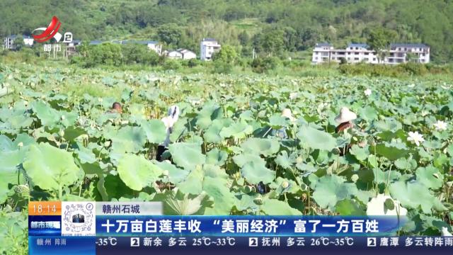 赣州石城：十万亩白莲丰收 “美丽经济”富了一方百姓