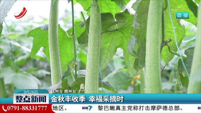 金秋丰收季 幸福采摘时