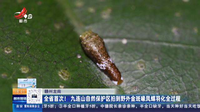 赣州龙南：全省首次！九连山自然保护区拍到野外金斑喙凤蝶羽化全过程