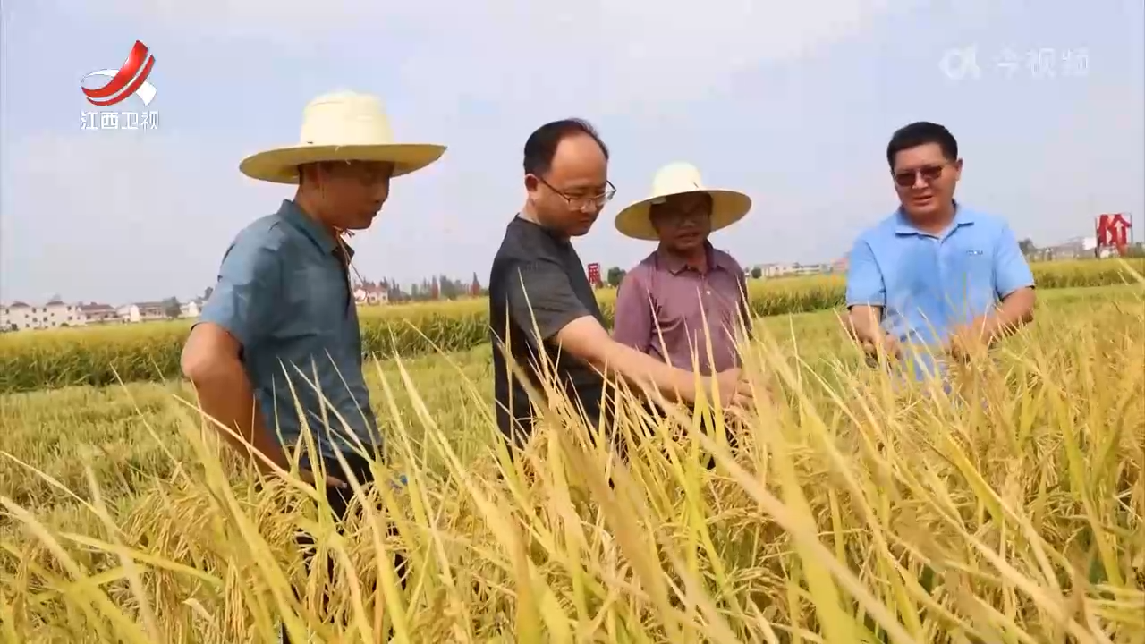 为江西粮安上“耐旱芯”