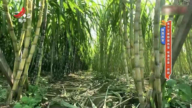 陕西西安——南方甘蔗移居西安 味道还是一样甜