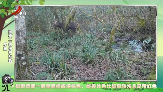 绿野秘踪20240914
