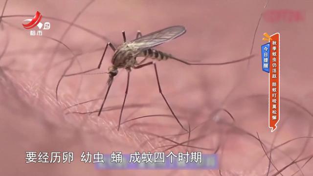 今日提醒——秋季蚊虫仍活跃 防蚊叮咬莫松懈