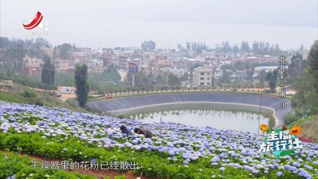 主播旅行社20240919 花开彩云南3