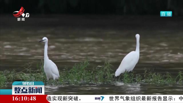 遂川千年鸟道2024年秋季候鸟迁徙保护“林长+护航候鸟”行动启动