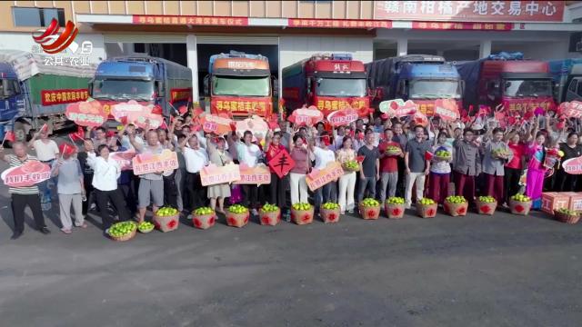 美丽江西在行动20240922 赣州市寻乌县：“橘”庆丰收 打造大湾区“果盘子”