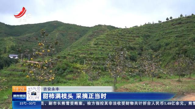 吉安永丰：甜柿满枝头 采摘正当时