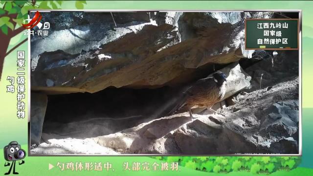 绿野秘踪20240928