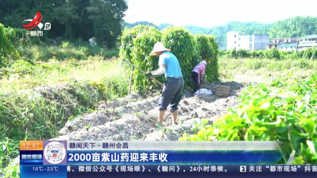 【赣闻天下】赣州会昌：2000亩紫山药迎来丰收