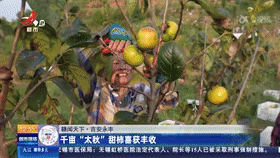 【贛聞天下】吉安永豐：千畝“太秋”甜柿喜獲豐收