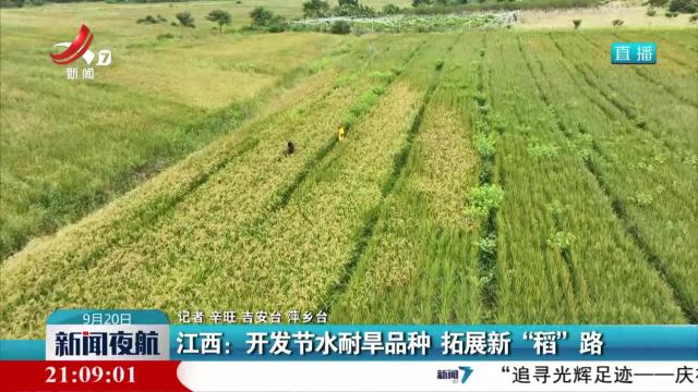 江西：开发节水耐旱品种 拓展新“稻”路