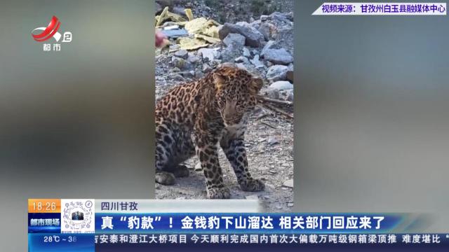 四川甘孜：真“豹款”！金钱豹下山溜达 相关部门回应来了