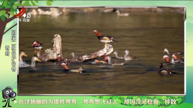 绿野秘踪20240924