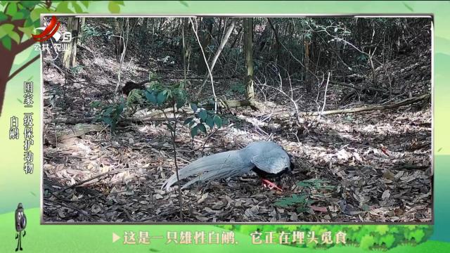 绿野秘踪20240901