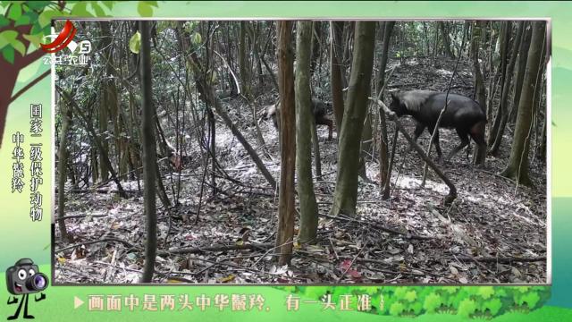 绿野秘踪20240903