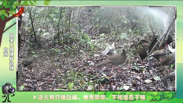 绿野秘踪20240920