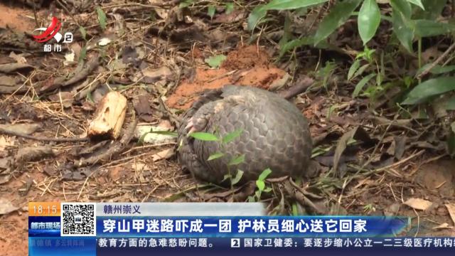 赣州崇义：穿山甲迷路吓成一团 护林员细心送它回家