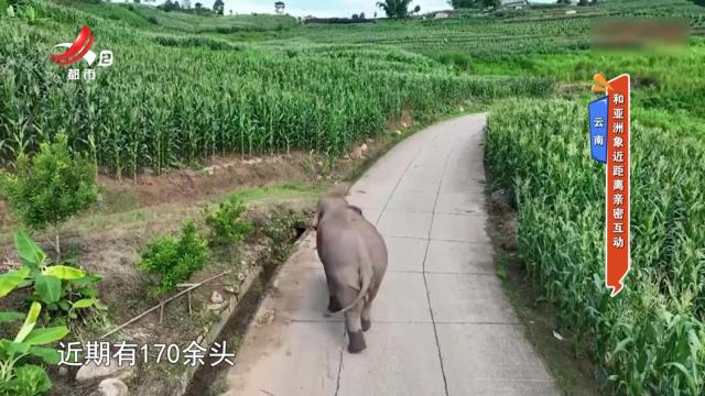 云南：和亚洲象近距离亲密互动