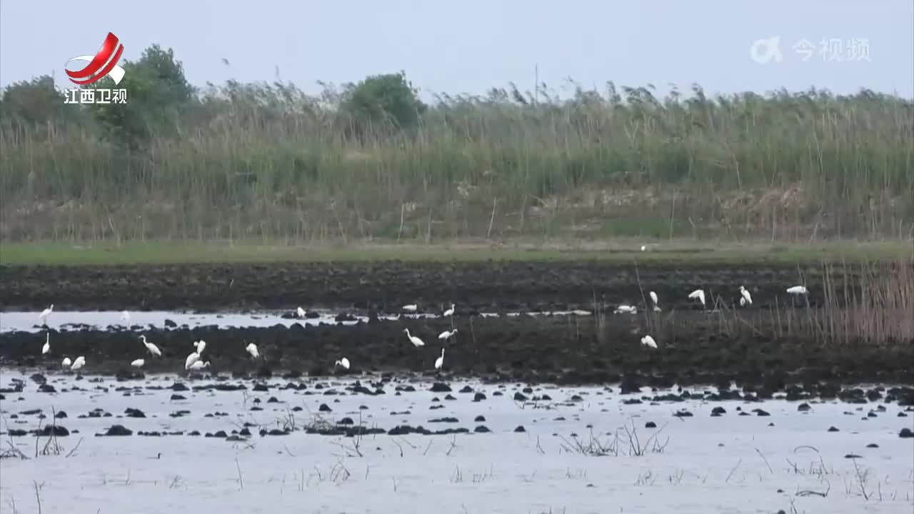 鄱阳湖南矶湿地：守护夏候鸟冬候鸟顺利“换岗”