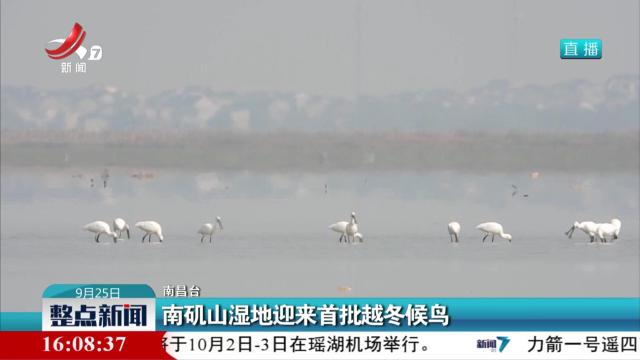 南矶山湿地迎来首批越冬候鸟