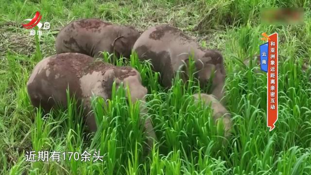 云南：和亚洲象近距离亲密互动