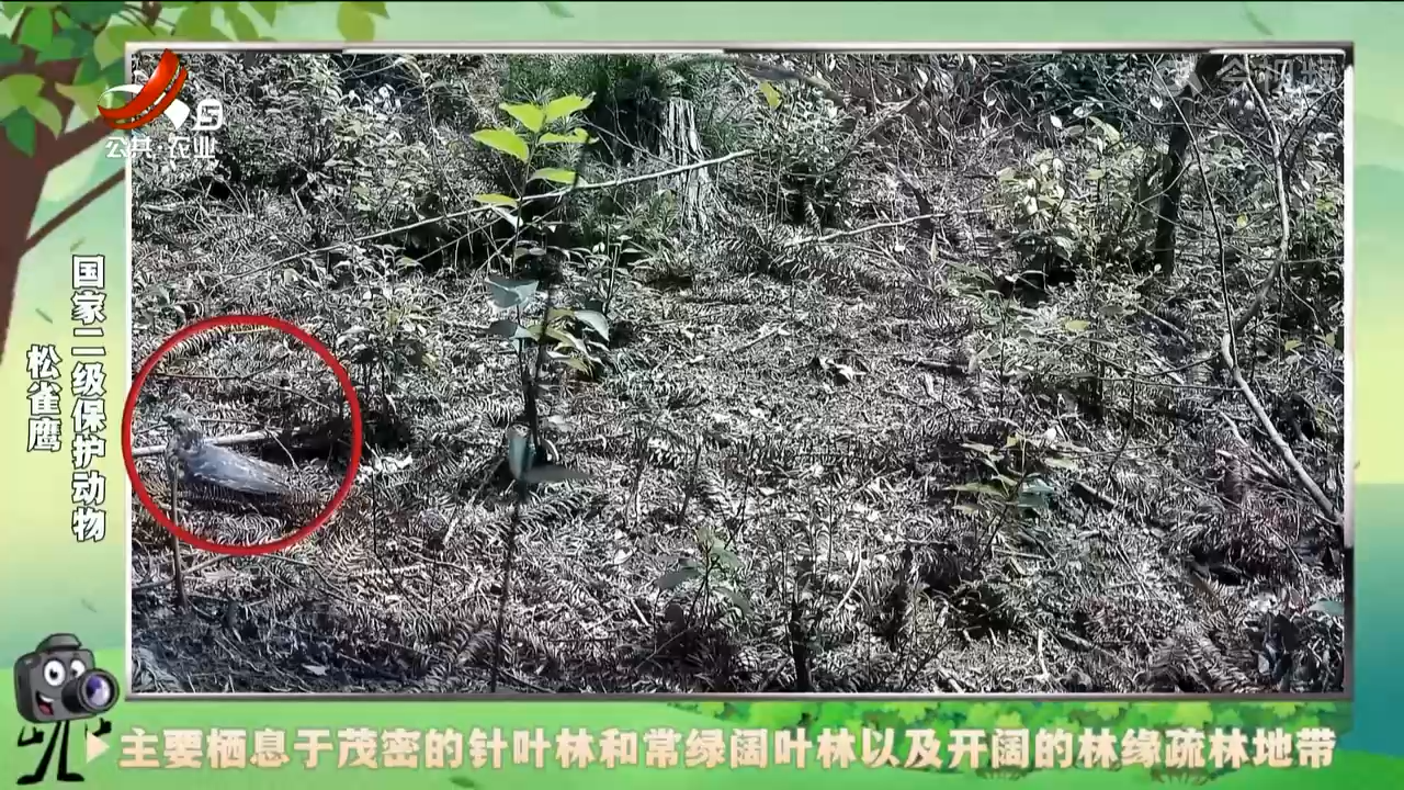 绿野秘踪20240908