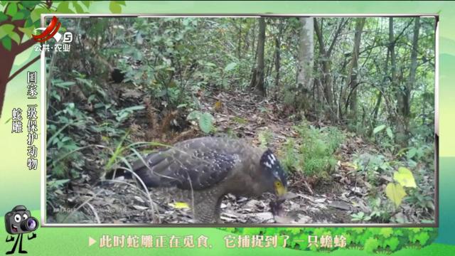 绿野秘踪20240925