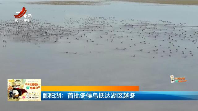 鄱阳湖：首批冬候鸟抵达湖区越冬