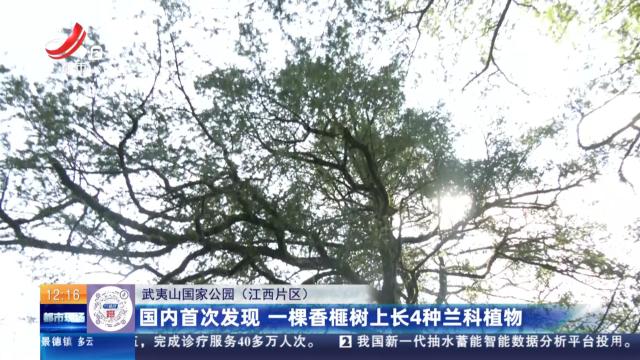 【武夷山国家公园（江西片区）】国内首次发现 一棵香榧树上长4种兰科植物