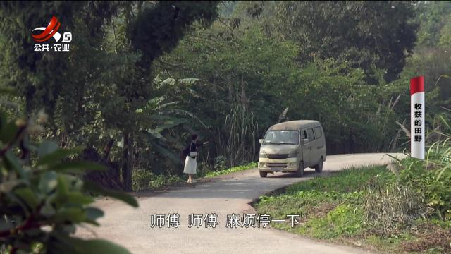 乡村栏目剧场20240924 收获的田野