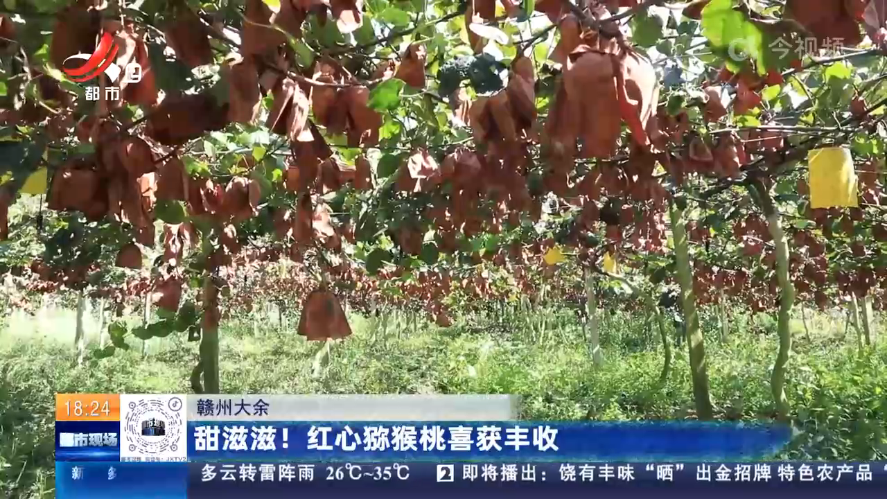 赣州大余：甜滋滋！红心猕猴桃喜获丰收