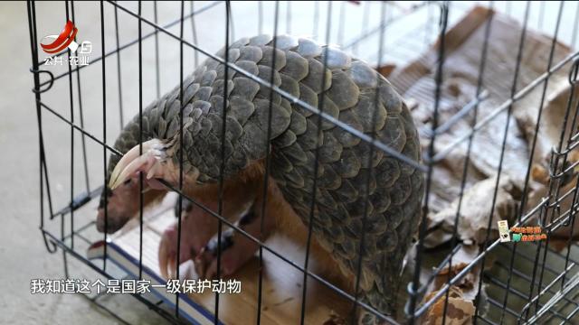 抚州广昌：穿山甲被困水池 警民携手送归山林