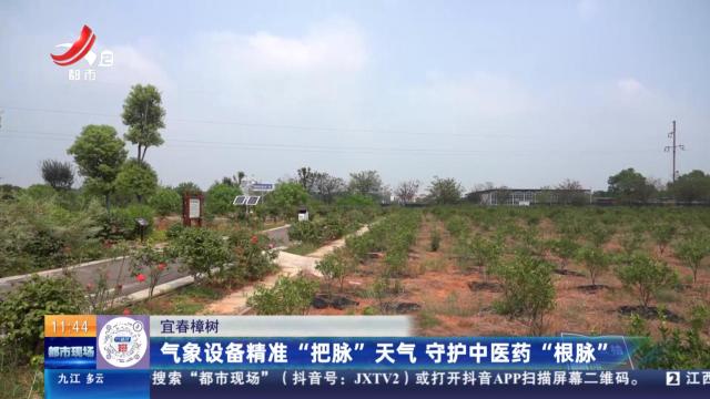 宜春樟树：气象设备精准“把脉”天气 守护中医药“根脉”