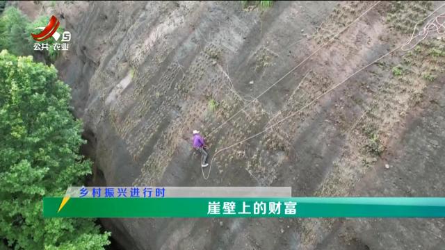 稻花香里20240918 乡村振兴进行时——崖壁上的财富