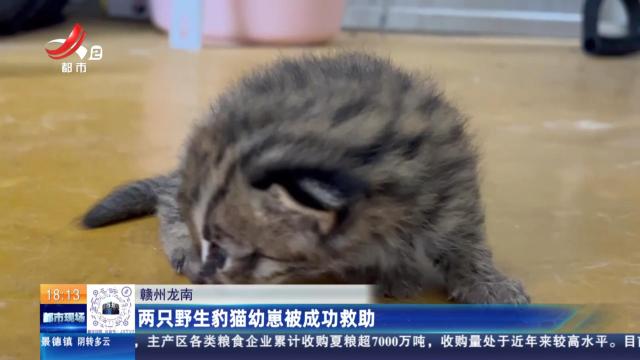 赣州龙南：两只野生豹猫幼崽被成功救助