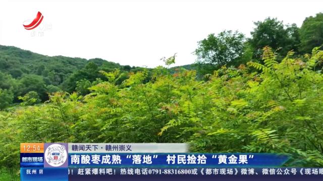 【赣闻天下】赣州崇义：南酸枣成熟“落地” 村民捡拾“黄金果”