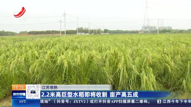江苏常熟：2.2米巨型水稻即将收割 亩产高五成