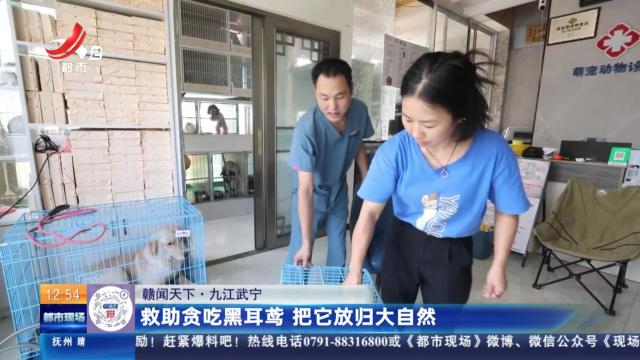 【赣闻天下·九江武宁】救助贪吃黑耳鸢 把它放归大自然