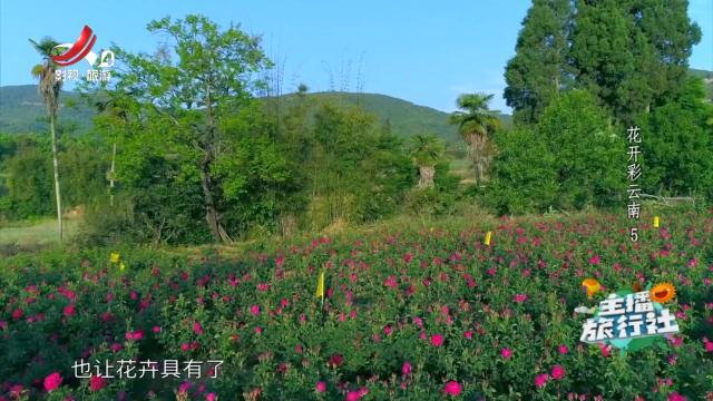 主播旅行社20240922 花开彩云南5