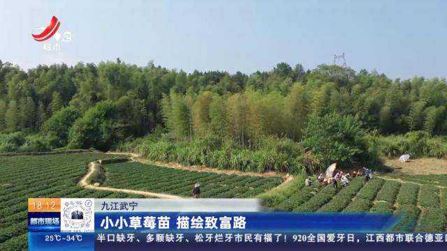 九江武宁：小小草莓苗 描绘致富路