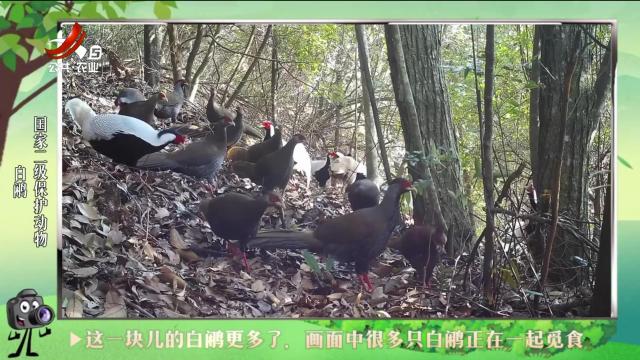 绿野秘踪20240906