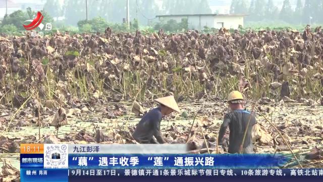 九江彭泽：“藕”遇丰收季 “莲”通振兴路